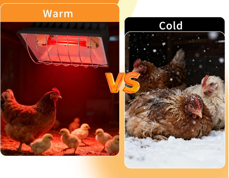 Calf heater for export market